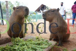 Invitan a disfrutar Semana Santa en el zoológico y acuario de Nuevo Laredo